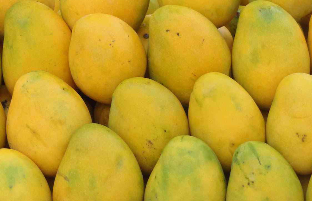 Australia opens door to fresh Vietnamese mangoes