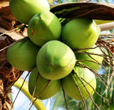 COCONUT WATER